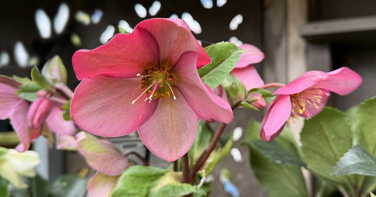 Happy_Flowers9's tweet photo. FFF655 - HELLEBORE https://t.co/7TmW1TXBIk https://t.co/CkYec7iHLw