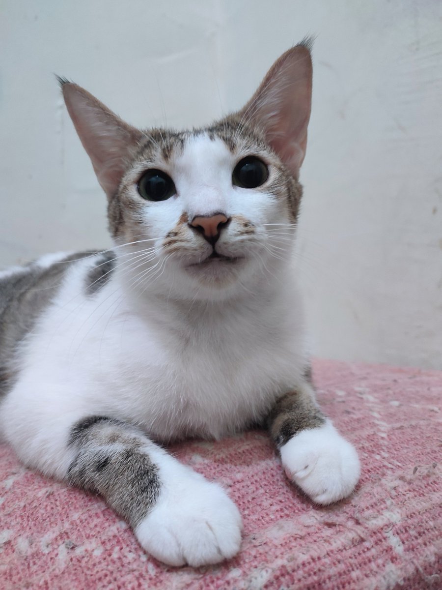 Lots of kisses (^з^)