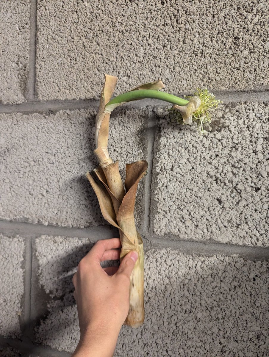 If the Senedd could hurry up though, my leek has started flowering
