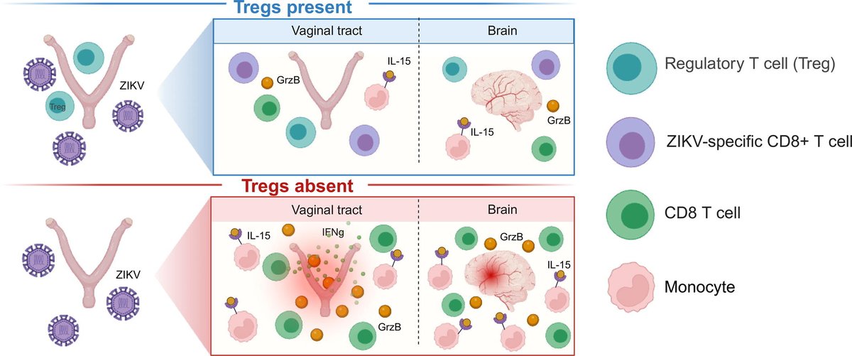 Mucosal Immunology (@mucosalimmunol) on Twitter photo Jennifer Lund <a href="/JennyLund15/">Jennifer Lund</a> and collegues explore how #Tregs can limit bystander inflammation and immunopathology at both the site of infection and in distal tissues.
mucosalimmunology.org/article/S1933-… Jennifer Lund <a href="/JennyLund15/">Jennifer Lund</a> and collegues explore how #Tregs can limit bystander inflammation and immunopathology at both the site of infection and in distal tissues.
mucosalimmunology.org/article/S1933-…