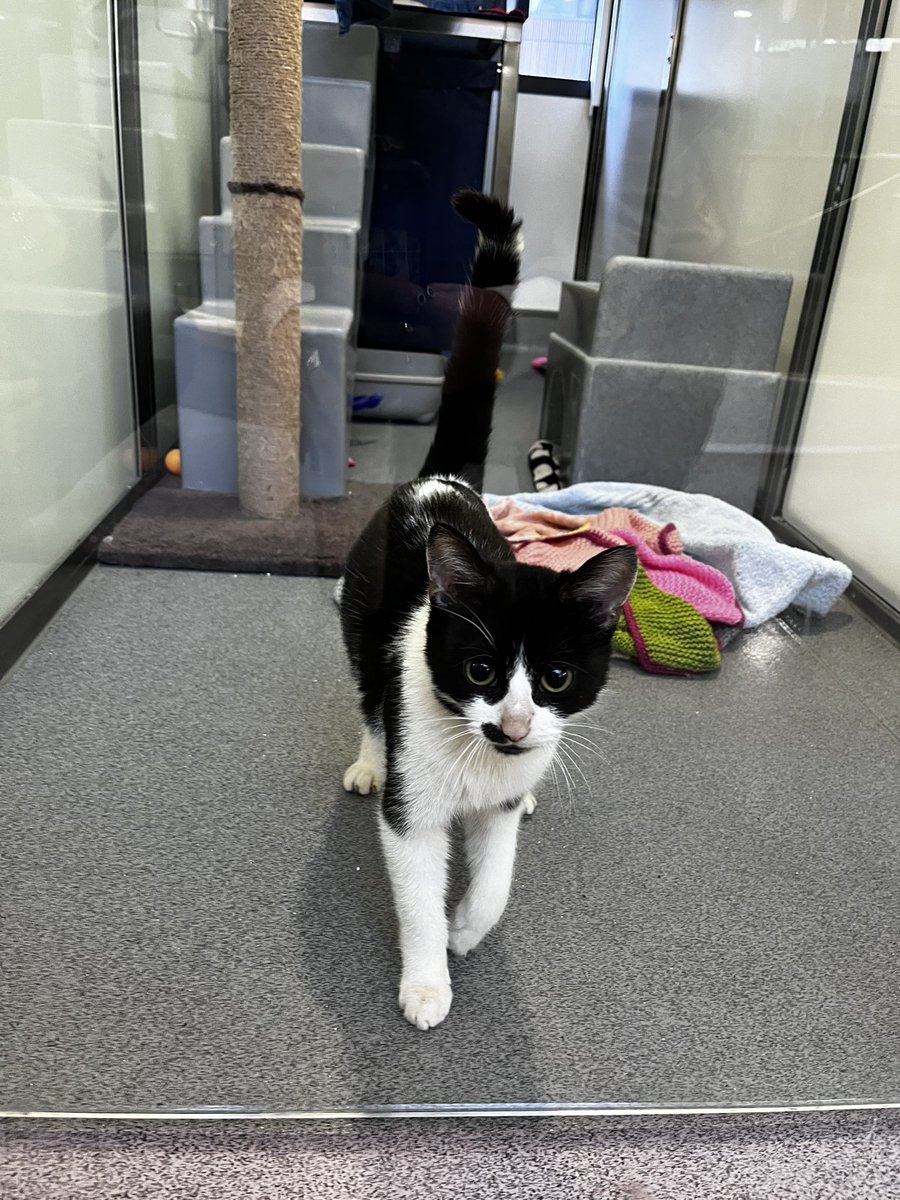 LuciaBotfield's tweet image. Myself and @AnnaStaddon had the best morning @Battersea_ learning about all the incredible work they do for our furry friends 🐈🐕