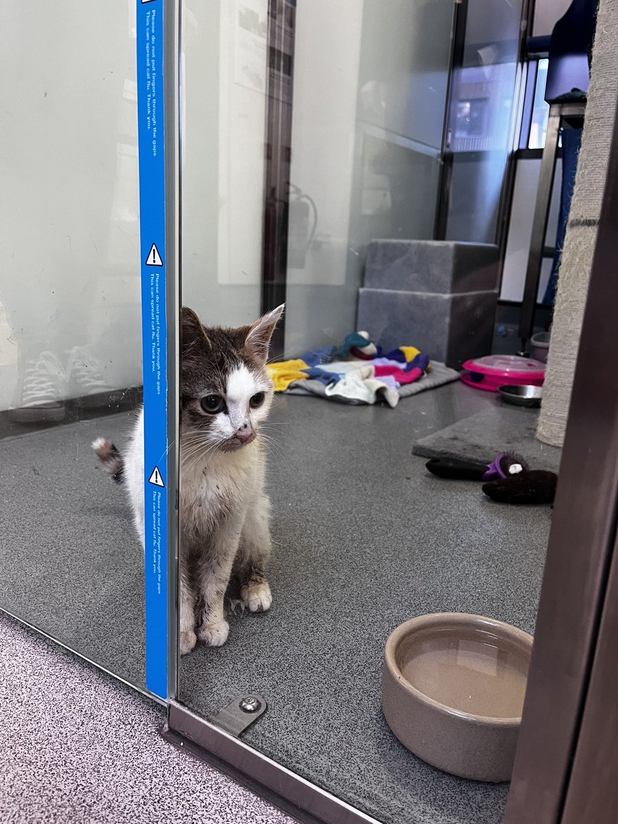 LuciaBotfield's tweet image. Myself and @AnnaStaddon had the best morning @Battersea_ learning about all the incredible work they do for our furry friends 🐈🐕