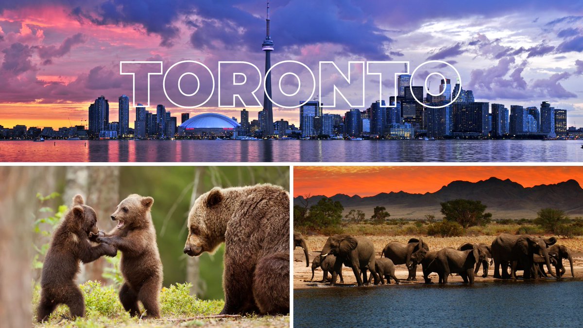 AGanimalfunders's tweet photo. See  what's on the program and who's speaking at Animal Grantmakers' 25th  Anniversary Conference in Toronto, October 27 - 30, 2024. https://t.co/clY30pysW0 https://t.co/B7biSHAenl