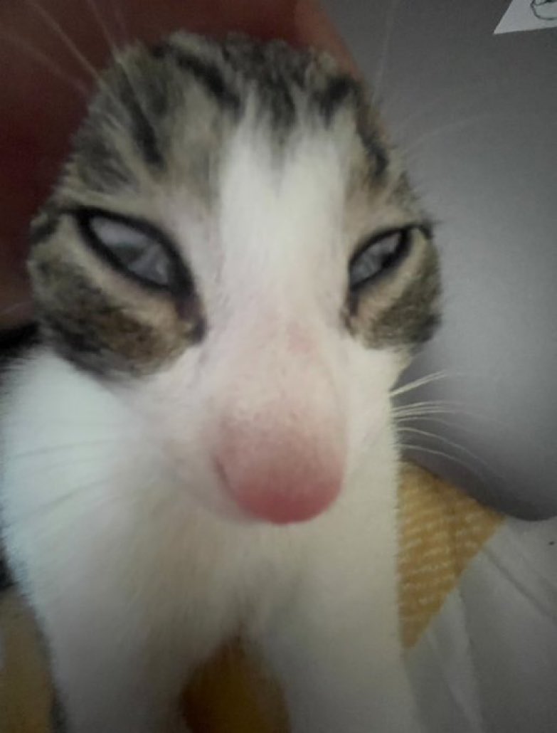 Cats with their heads held back (@catsheld) on Twitter photo 