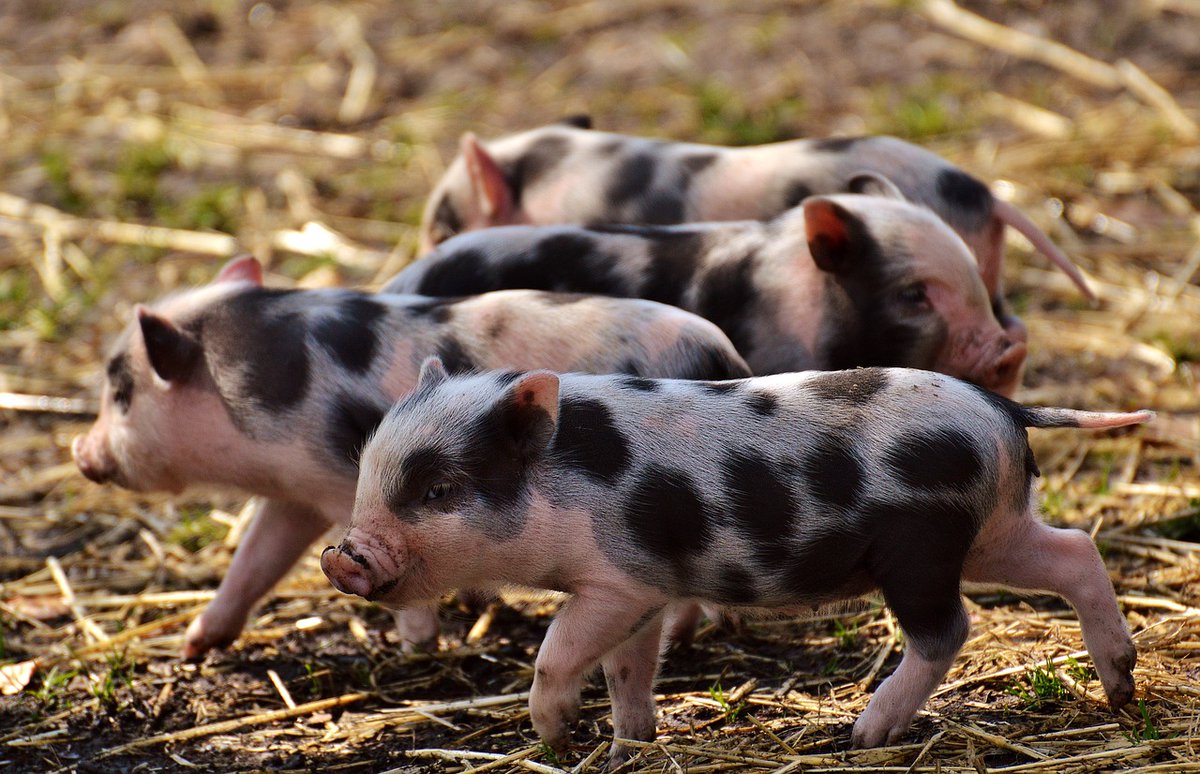 SciTechMuseum's tweet photo. An oink-redible breakthrough! The 1st genetically edited pig kidney has been successfully transplanted into a human, thanks to CRISPR-Cas9. This could revolutionize organ donation and save countless lives. ๐ท
Find out more in this monthโs #3Things ๐ https://t.co/LaN9yRyBzZ https://t.co/tUv0xNUDUC