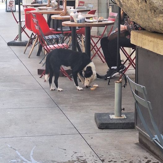 NewsSanmiguel's tweet photo. #LOCONOCES?.- Este perrito anda deambulando por la zona de la Plaza la Luciérnaga , si lo conoces y sabes de su familia, dile que anda solito por la zona.
#SanMigueldeAllende #Perritos https://t.co/6cK2Xfx1Gv