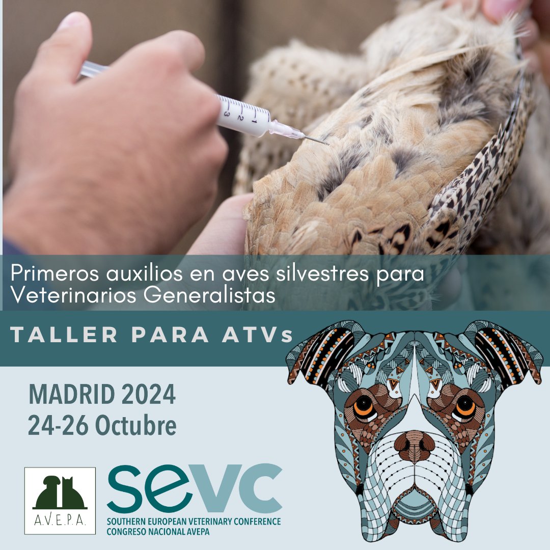 AVEPA_vet's tweet photo. ¡Nuevo #tallerprácticoATV en el #CongresoAVEPASEVC! "Ser salvaje es diferente": estabilización de #avessilvestres accidentadas hasta su traslado a centros de recuperación.
¡Mejora tus habilidades en el manejo de aves silvestres!
Más info: https://t.co/hdJYBSEHLD
#veterinaria https://t.co/EHJnYVlG3W