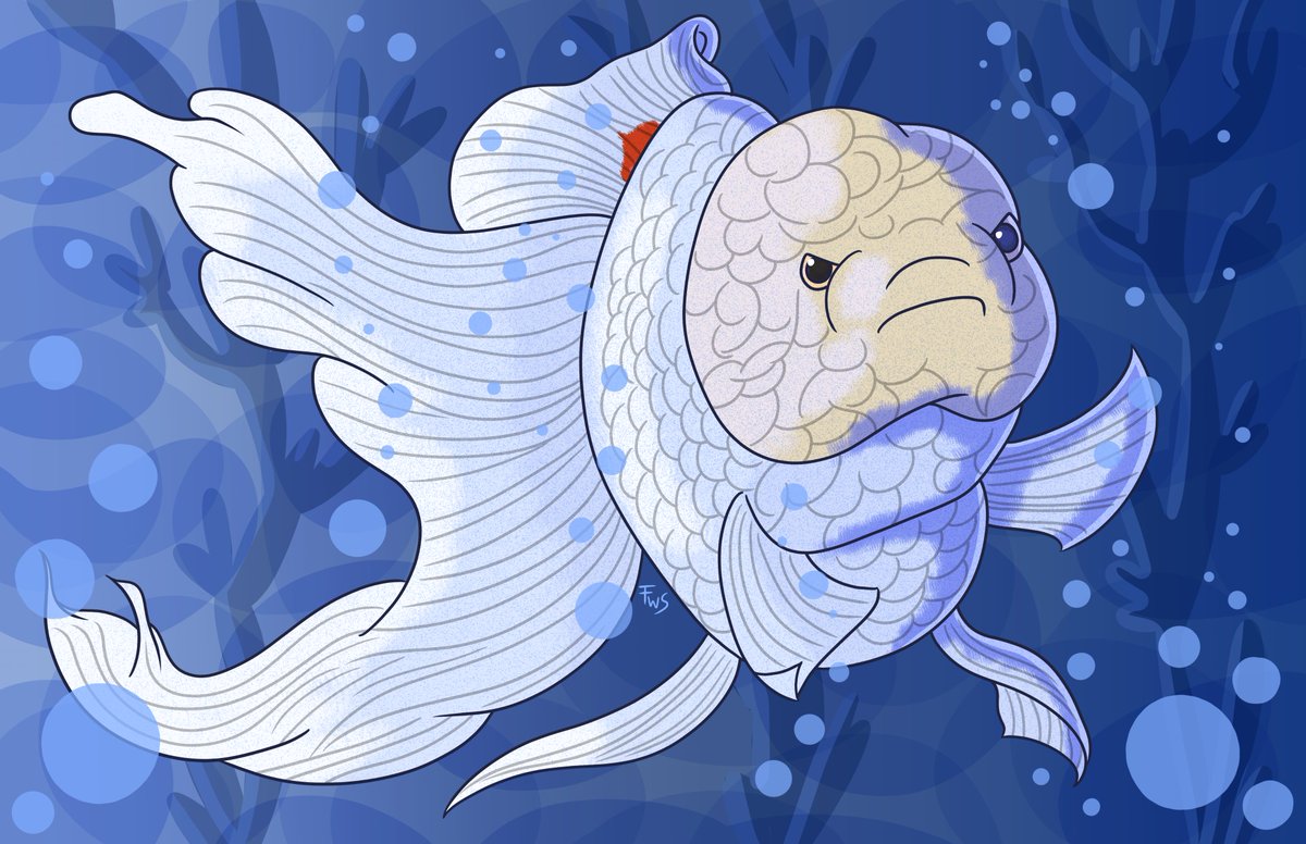 fishwigstudio's tweet photo. The second of three c0mmissions for a friend of her lovely goldfish! I think this one's my favorite out of the three. 🥳

#goldfish #petportrait https://t.co/BcESTGC8Vf