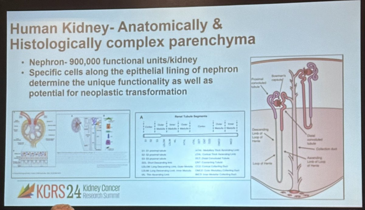 DrYukselUrun's tweet image. 🟢 Outstanding presentation at #KCRS24 @drmehrarohit 
🟠 Role of Pathologist in Kidney Cancer Diagnostics and Research
🟠 Highlighting the morphologic diversity in renal tumors and its diagnostic implications.
🟠 Emphasis on understanding mechanisms to improve patient care.…