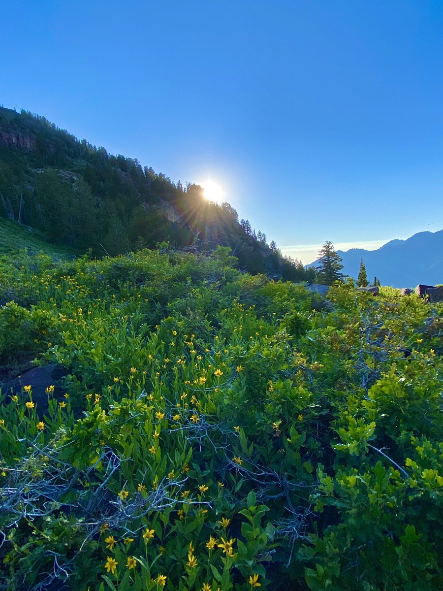 MichaelLab06's tweet image. Stunning sunset view near @BrightonResort this week. Living #LifeElevated is incredible! #Utah #Wasatch #wildflowers @ChaseThomason @Dan_Pope_FOX13 @dannahyer @WeatherNation @AlanaBrophyWX @weatherchannel