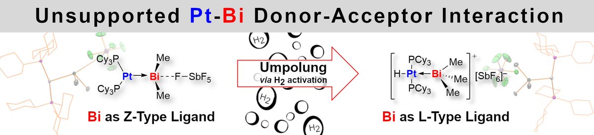 LichtenbergLab (@lablichtenberg) on Twitter photo #Bismuth as a Ligand? Sure! Find peerless unsupported TM-to-bismuth dative bonding now <a href="/angew_chem/">Angewandte Chemie</a>! #SOC kicks in and #Umpolung of the Pt-Bi bond is realized by reaction with H2. Txs to the Karttunen lab and <a href="/jordipoater/">Jordi Poater</a> for a great collaboration! onlinelibrary.wiley.com/doi/10.1002/an… #Bismuth as a Ligand? Sure! Find peerless unsupported TM-to-bismuth dative bonding now <a href="/angew_chem/">Angewandte Chemie</a>! #SOC kicks in and #Umpolung of the Pt-Bi bond is realized by reaction with H2. Txs to the Karttunen lab and <a href="/jordipoater/">Jordi Poater</a> for a great collaboration! onlinelibrary.wiley.com/doi/10.1002/an…