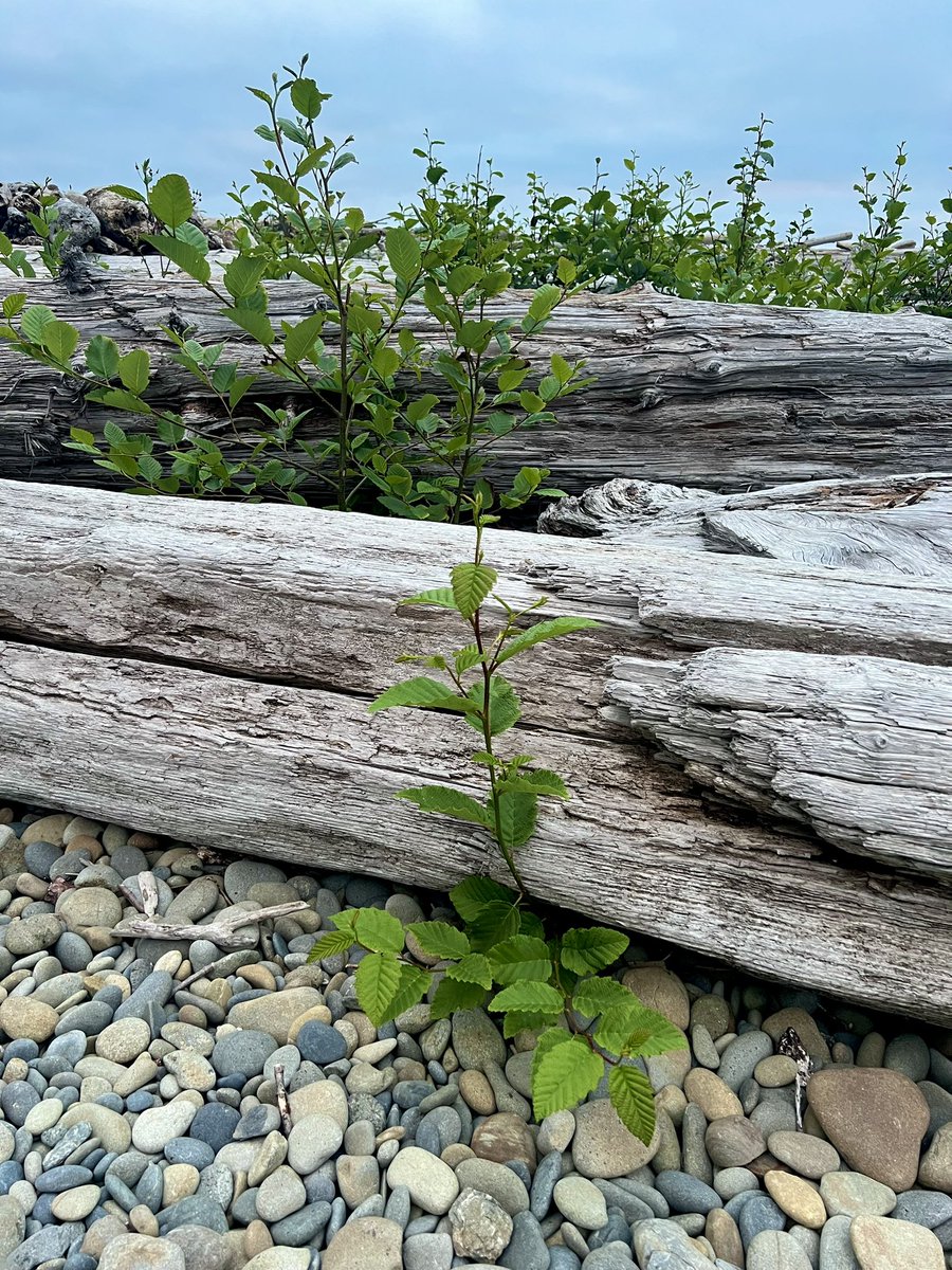 nerjisleghari's tweet photo. Plants can grow in dead trees #RubyBeach #OlympicNationalPark #WashingtonState https://t.co/6xC0eyXCuh