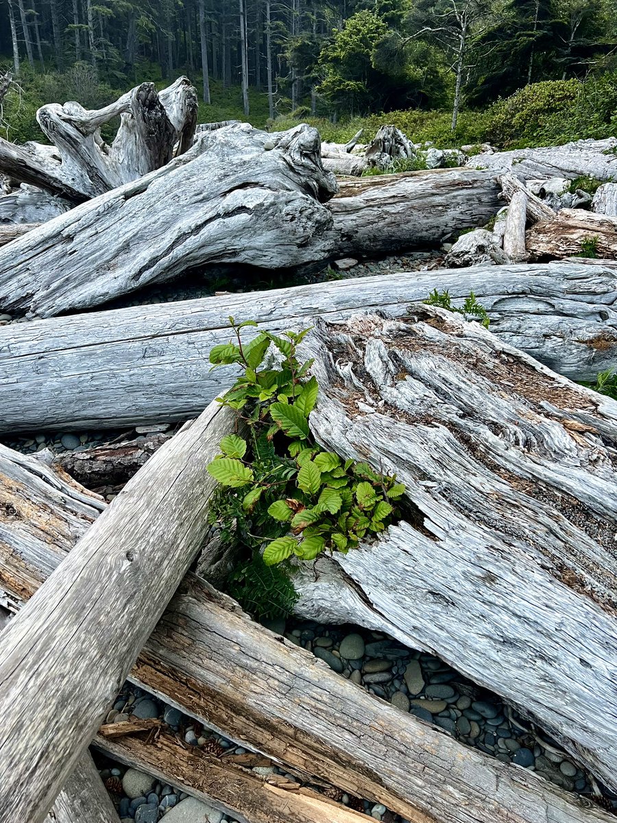 nerjisleghari's tweet photo. Plants can grow in dead trees #RubyBeach #OlympicNationalPark #WashingtonState https://t.co/6xC0eyXCuh