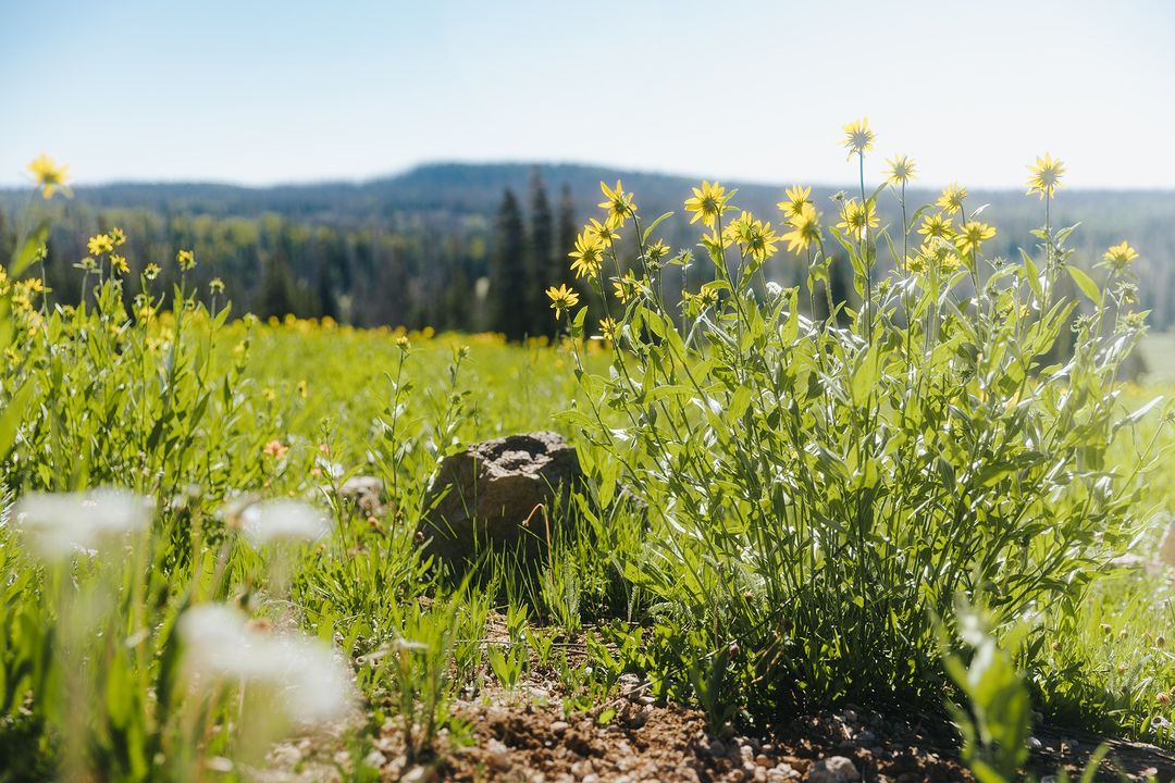 Zion Forever Project (@foreverzion) on Twitter photo Cedar Breaks is bursting with color for Wildflower Week, and we're excited to support the Wildflower Festival! 🌼🌸🏵️
Take a stroll through the alpine meadows of Cedar Breaks National Monument and share your favorite wildflower moments with us. 🧡✨
PC: <a href="/VisitCedarCity/">Visit Cedar City · Brian Head, UT</a> Cedar Breaks is bursting with color for Wildflower Week, and we're excited to support the Wildflower Festival! 🌼🌸🏵️
Take a stroll through the alpine meadows of Cedar Breaks National Monument and share your favorite wildflower moments with us. 🧡✨
PC: <a href="/VisitCedarCity/">Visit Cedar City · Brian Head, UT</a>