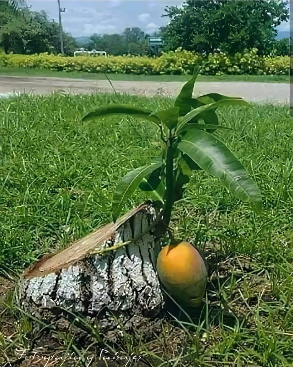 Captainmpx's tweet photo. Once cut, it refuses to die and bears fruit as a sign of victory.
#Afria #Mango https://t.co/uhHVSDdIvO