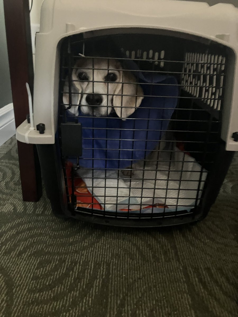 canadianbeagles's tweet image. Winnie is back from surgery! They said she was ravenous at breakfast. She has pain meds, a surgical suit &amp;amp; a soft cone to keep her comfortable. The surgeon said she did well and none of the risks she was worried about happened. THANK YOU to all who have supported her! 🐶💛