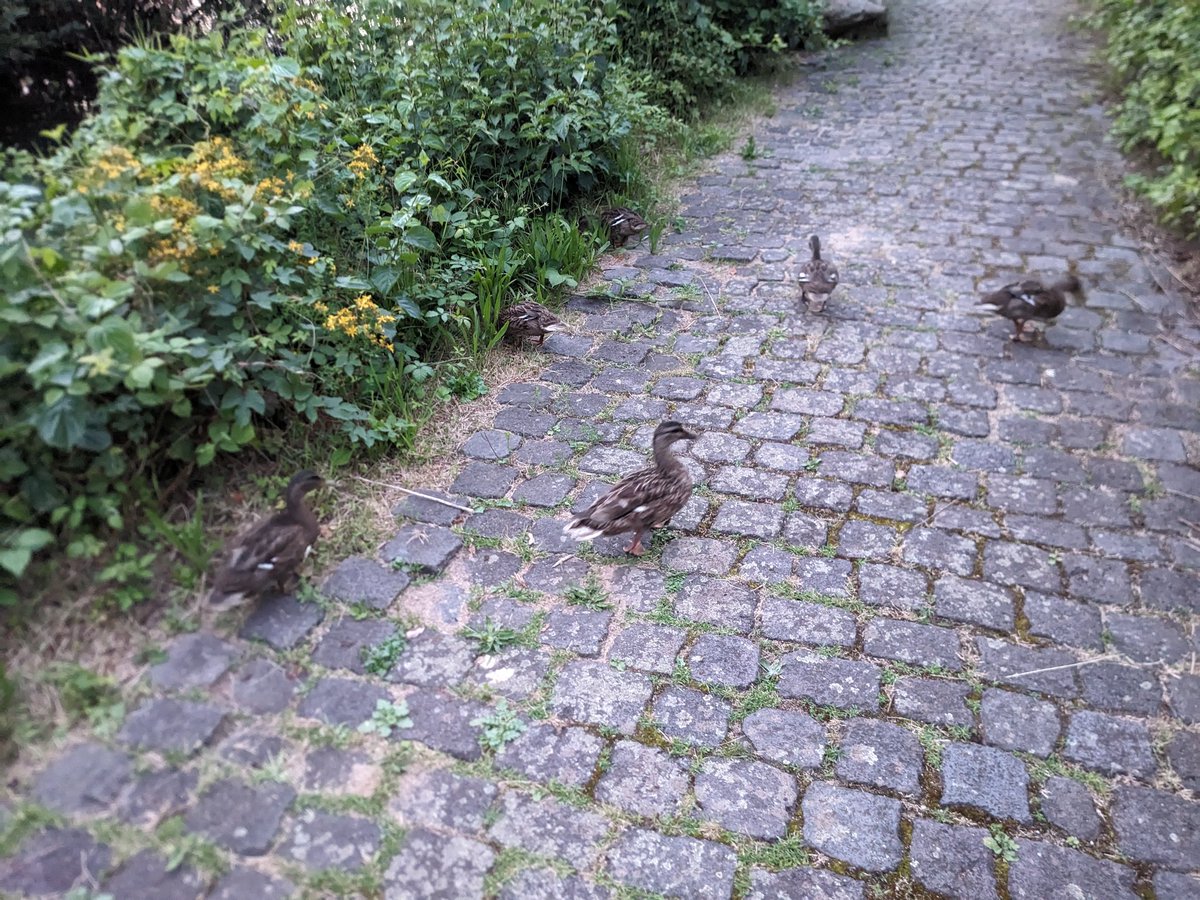 likejaxirl's tweet photo. duck https://t.co/W4Yp9UtfOP