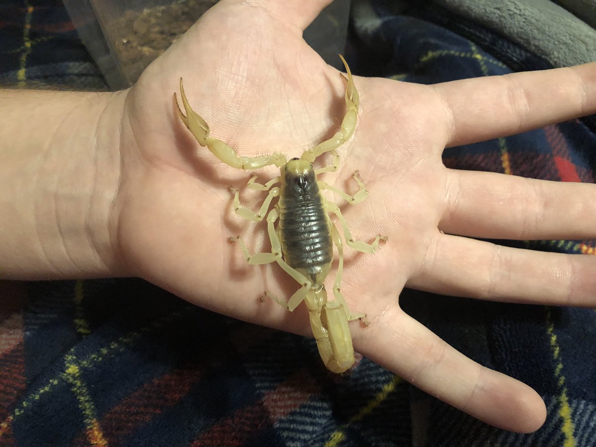 KrisKrispool's tweet photo. @GinaGoesOutside The blister beetle is bigger than he looks, he was about 1 1/2” long, but I was not going to put my hand anywhere near it!! The desert hairy scorpions we have here are very docile. https://t.co/arN0SBHFDb