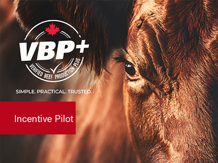 To encourage uptake of VBP+ in Manitoba, MBP is launching an incentive pilot to encourage adoption and to enhance data management for producers who are already VBP+ Certified.

For program details, eligibility criteria and how to apply, please visit:
mbbeef.ca/our-news/verif…