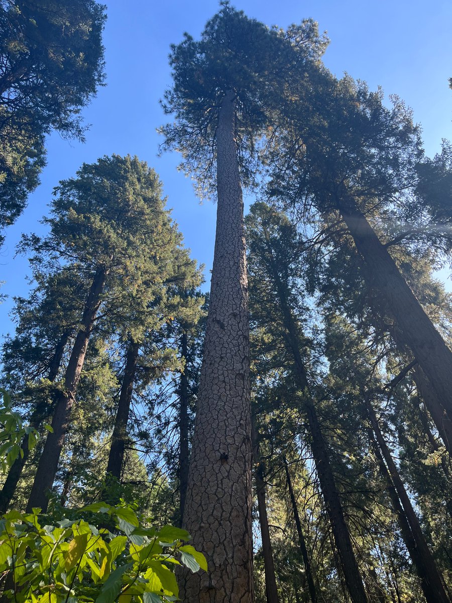 Happy #NationalForestWeek ! 🌲As a team of outdoor enthusiasts, we're proud of building technology that restores forests for future generations and supports sustainable natural resource initiatives.

Here are some teasers from the Stanislaus National Forest. Get out and enjoy!