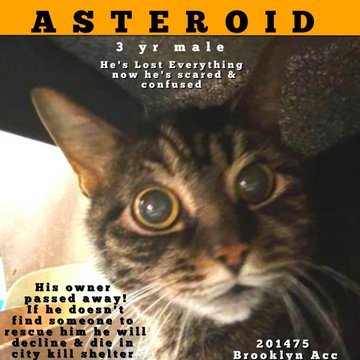 The age is completely wrong
for SENIOR Asteroid who needs a rescue song!
Dumped at NYC ACC when owner died!
Pal was adopted but nowhere for him to hide!
Adopt this boy if you breathe the #NewYork air!
or pledge &amp; we'll get there!
Tag <a href="/LOVE_CATS_ONE/">Nathalie Ⓥ 𓃟 #Pigoneer</a> with pledges!
VERY URGENT!