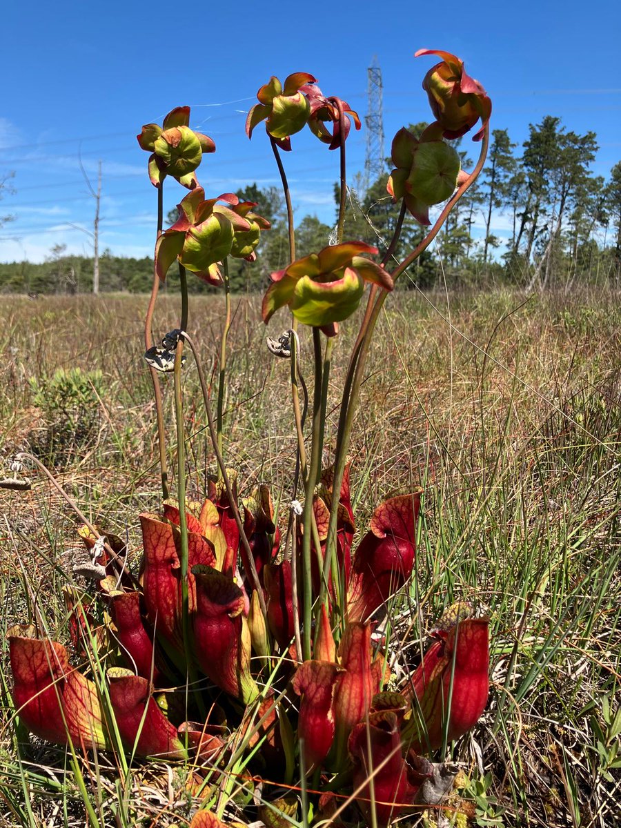 A team of 22 of our amazing wood wardens, staff from <a href="/APHAgovuk/">APHA</a> and <a href="/NE_Wessex/">Natural England Wessex</a> recently cleared over 225kgs of Pitcher Plants at Wareham Forest. These invasive &amp; non-native plants damage native plants &amp; insects that are vital for this area. 
What a great team effort 💚💪
#OurWork