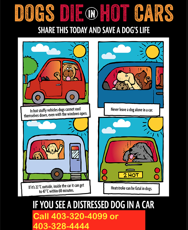 PET SAFETY⚠️Animals in distress can be called in to LethShelter: 403-320-4099 or LethPolice: 403-328-4444. And when taking Pets for a walk,take plenty of Water &amp; Go early in morning, or late evening
#NoHotPets 🚫🐕🚗☀️