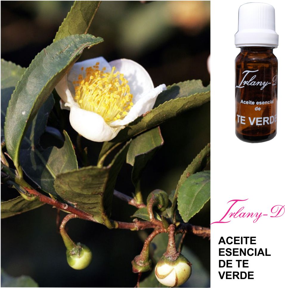 Irlanyd's tweet photo. El aceite esencial de Te Verde es un gran antiinflamatorio y un potente antioxidante que rejuvenecerá las células de la piel y la protegerá de los radicales libres retrasando así el envejecimiento. Protege los capilares sanguíneos que alimentan las células de la piel 833 537 6377 https://t.co/ck4U0CPHJH
