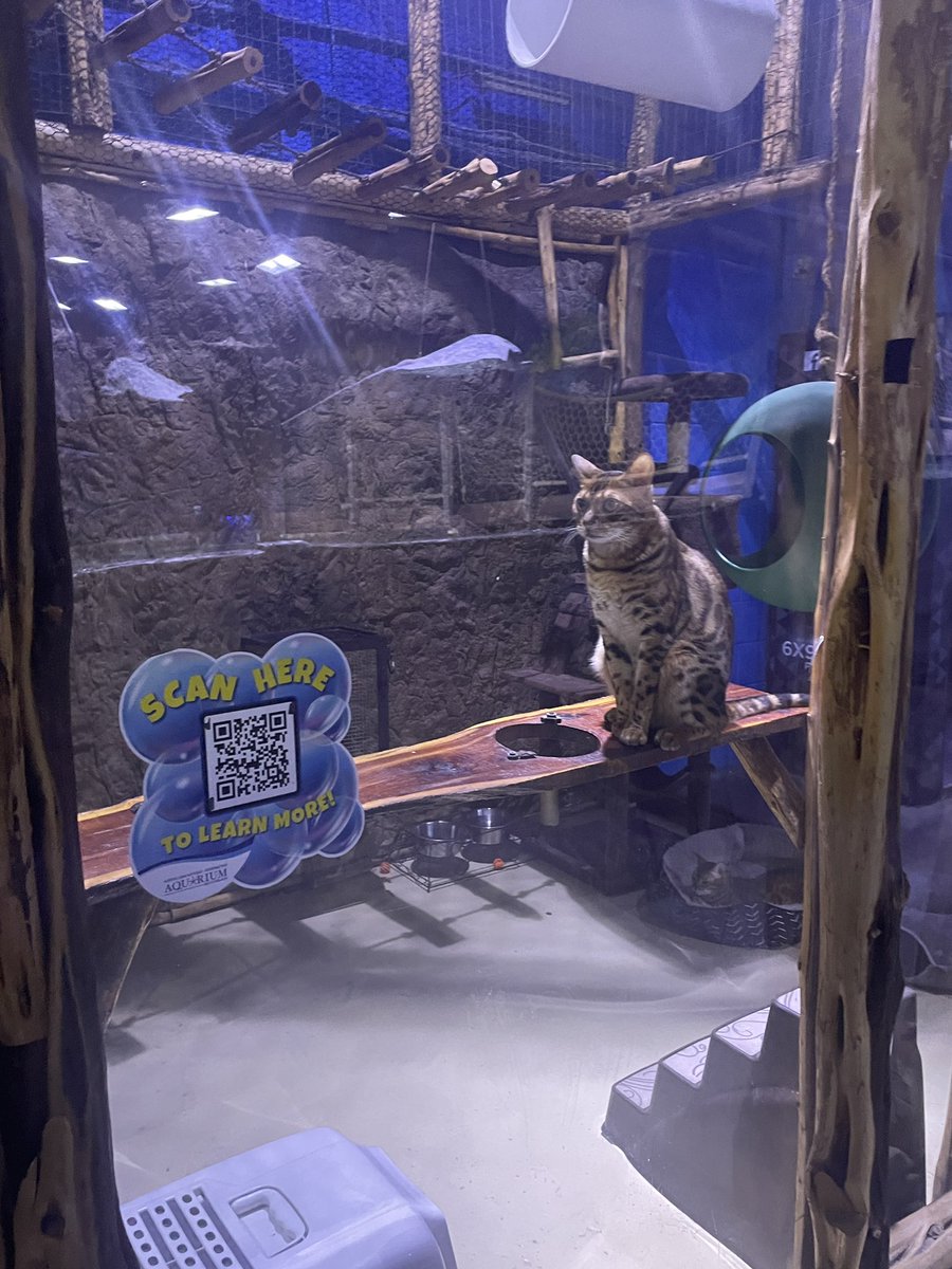 One of the exhibits at the san antonio aquarium is just a cat