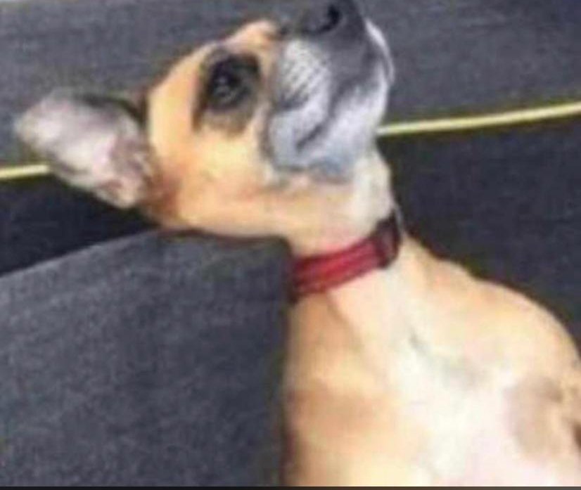 __CD2_'s tweet photo. Patient dog don burst tears 😭😂 https://t.co/7dSCUorTqj
