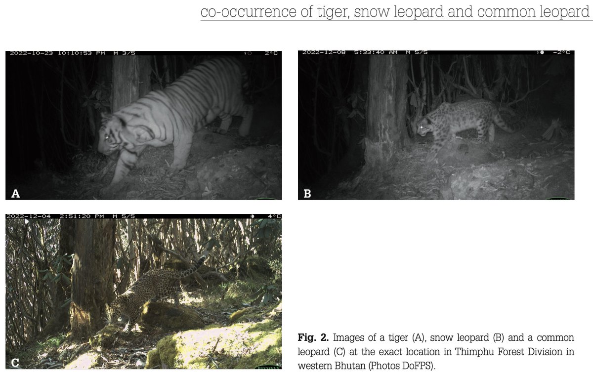 _tashidhendup's tweet photo. We just published an article in CATnews documenting for the first time the presence of all three Himalayan big cats – tigers, snow leopards, and common leopards – in the same area close to Thimphu https://t.co/urJv5pagU2