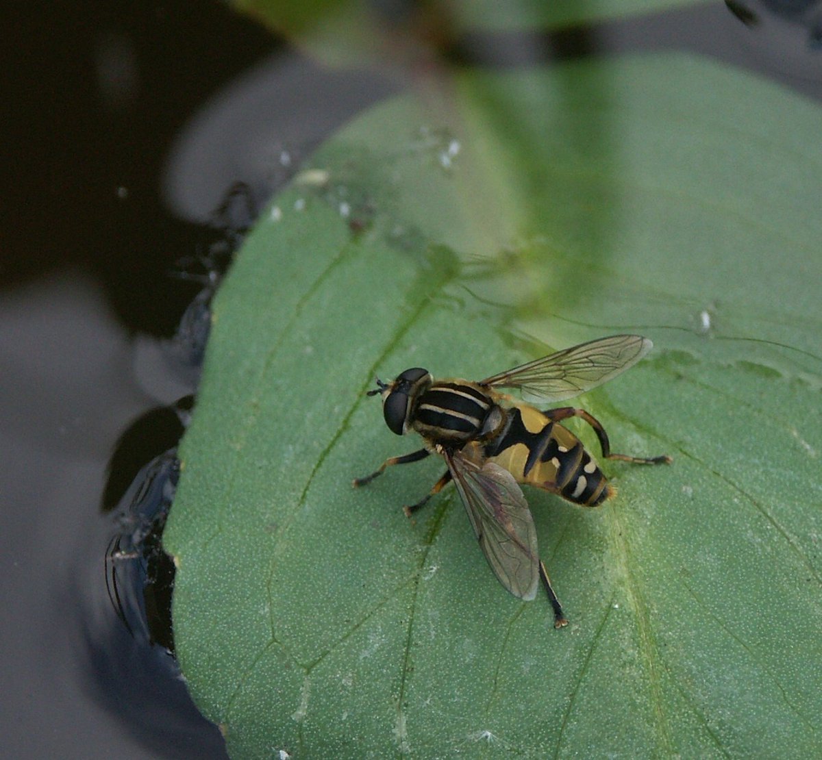 The Footballer hoverfly ~Helophilus pendulus~ named for it's stripy jumper. There are several similar species. 

I was helping a friend survey Swift nest sites last night but the cheers and songs reverberating around the valley kept me up to date with the score ⚽