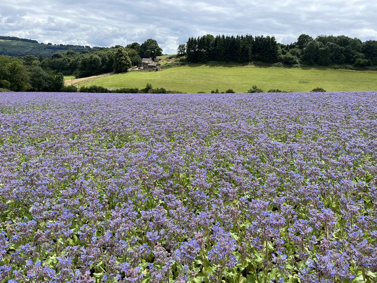 TomJOates's tweet photo. Borage in Flower! 🐝 https://t.co/bfGkbt3OQp