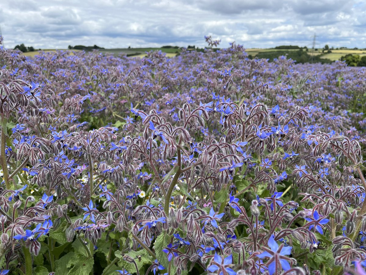 TomJOates's tweet photo. Borage in Flower! 🐝 https://t.co/bfGkbt3OQp