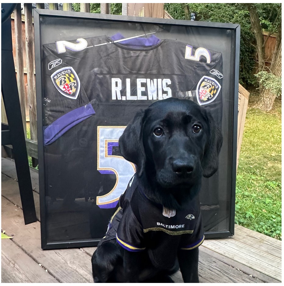 It's #AllAmericanPetPhotoDay, a fun holiday about celebrating our pets through photos! So we're taking another break from posting MSA business &amp; sharing our team's favorite pet photos.