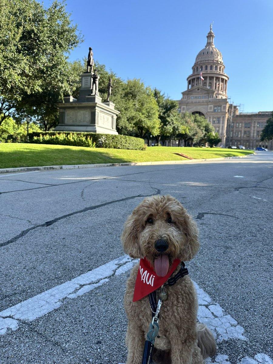 L_Whited21's tweet photo. Feeling very fortunate that we can have shelter in Austin while we are waiting on power and AC to be restored.  Maui is enjoying the morning walks and adventure 🥰 https://t.co/hGFhXOZpXn