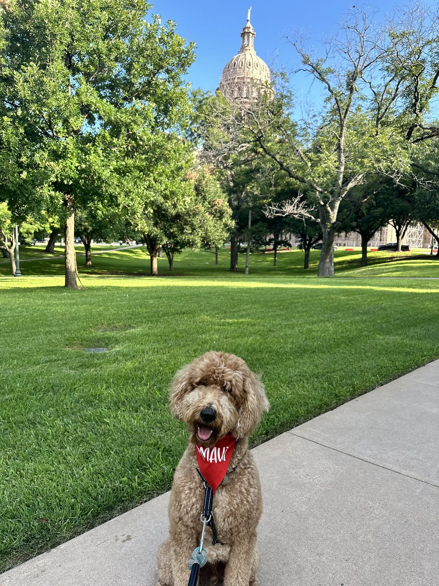 L_Whited21's tweet photo. Feeling very fortunate that we can have shelter in Austin while we are waiting on power and AC to be restored.  Maui is enjoying the morning walks and adventure 🥰 https://t.co/hGFhXOZpXn