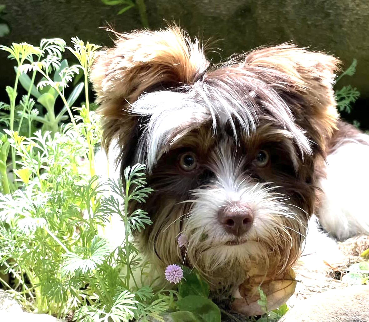 All American Pet Photo Day