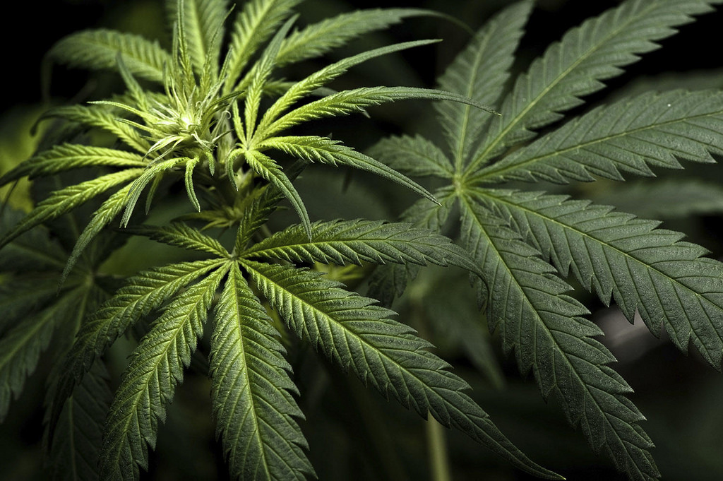 TODAY: The Senate Appropriations Committee approved an amendment to let Department of Veterans Affairs doctors recommend medical cannabis to military veterans in states where it is legal.

marijuanamoment.net/senators-appro…