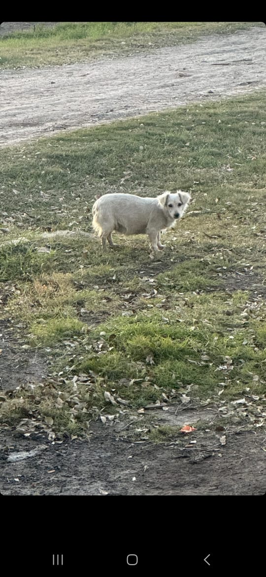 La abandonaron en santa felicia si pueden difundir para que alguien le de hospedaje, nosotros cubrimos sus gastos y  de sus cachorros hasta que sean puestos en adopción 🙏🏻