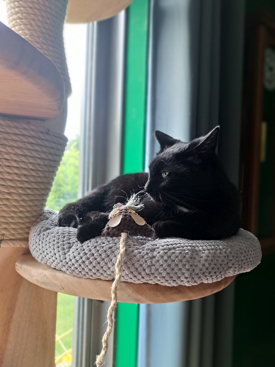PuhMiss's tweet photo. No edit cause busy with work, so I have Ozzy here to announce that I am going live with Elden Ring! We will continue the randomizer, hopefully FAST so we can play the DLC. Live in roughly 1 hour, 7:30pm GMT+2
https://t.co/UwhgcjXW5E
#eldenringrandomizer #eldenring #twitch https://t.co/zqZfkVwupl