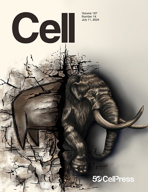 It’s finally out!! 🥳 Our paper on the recovery of ancient chromosomes and 3D genome structure of a 52,000 year-old woolly mammoth just got published by <a href="/CellCellPress/">Cell</a> 🦣🧊
