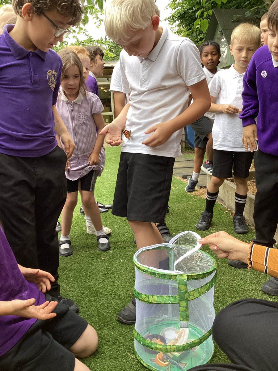 HeadcornPrimary's tweet photo. 🦋✨ Year 2 watched their caterpillars transform into beautiful butterflies! This hands-on experience brought their 'Animal Survival' science topic to life. Huge thanks to the PTFA for making this magical journey possible! 🌱💖 #ButterflyRelease #ScienceInAction #Grateful https://t.co/NG9nOp4QpH
