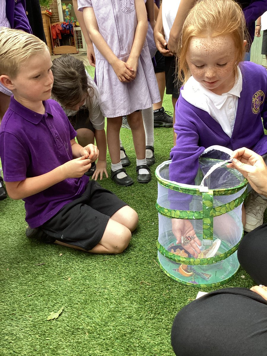 HeadcornPrimary's tweet photo. 🦋✨ Year 2 watched their caterpillars transform into beautiful butterflies! This hands-on experience brought their 'Animal Survival' science topic to life. Huge thanks to the PTFA for making this magical journey possible! 🌱💖 #ButterflyRelease #ScienceInAction #Grateful https://t.co/NG9nOp4QpH