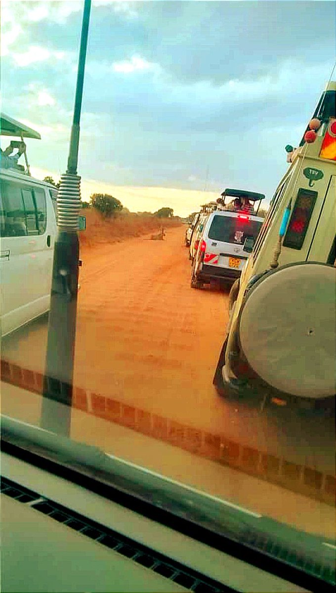 Swabra_'s tweet photo. Procession worth every second . The King of the Jungle lies in wait, keenly over there. Book such #Safari with us https://t.co/IbDaLb9FkL  +254725464422 https://t.co/Cm7hH51TiQ