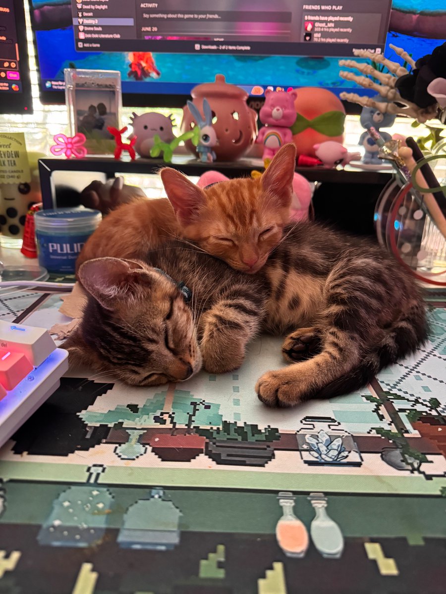 Faelyn__'s tweet photo. We got two kittens recently ! Their names are Dino(saur) and Nugget 
Grey and orange respectively :] https://t.co/lULZBokSjH