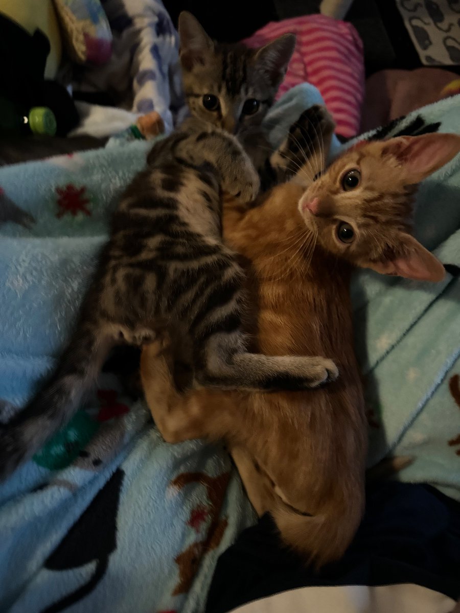 Faelyn__'s tweet photo. We got two kittens recently ! Their names are Dino(saur) and Nugget 
Grey and orange respectively :] https://t.co/lULZBokSjH