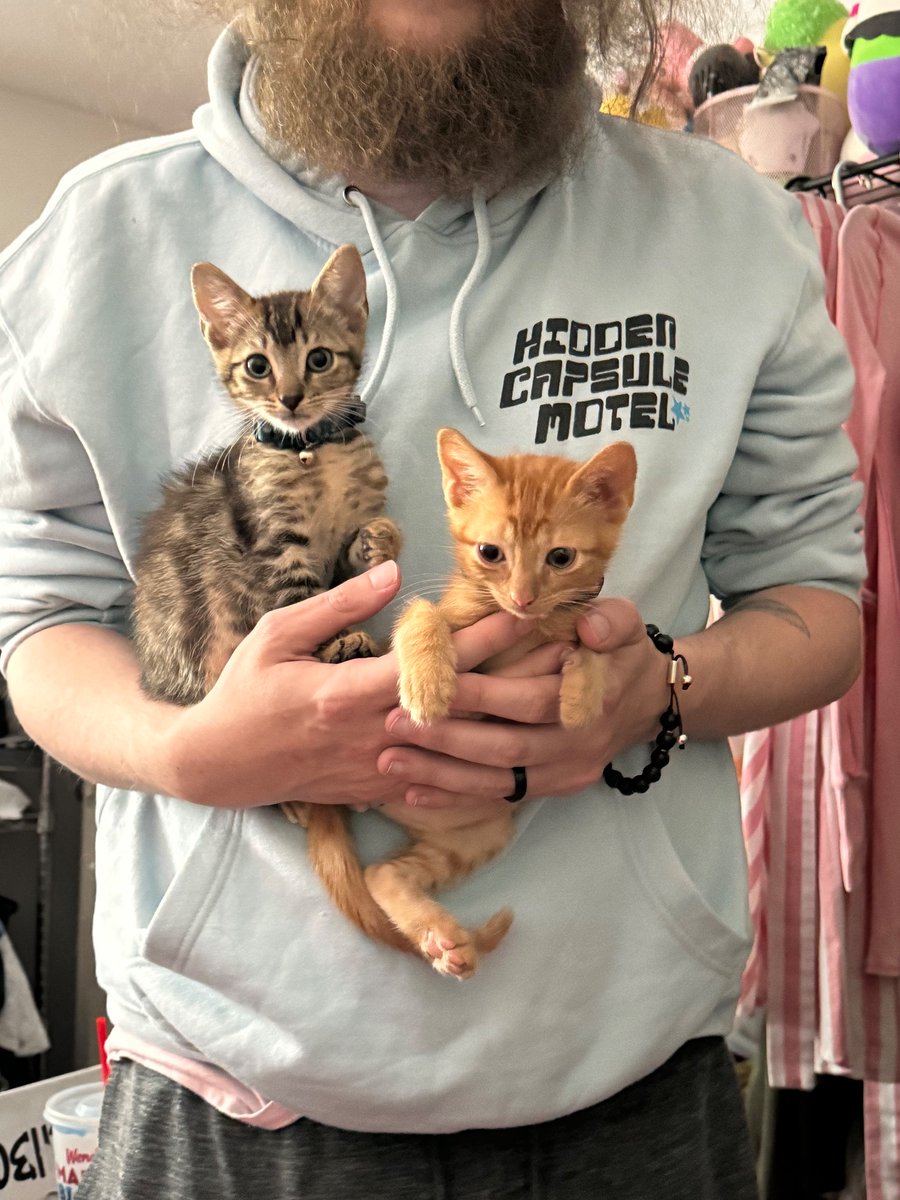 Faelyn__'s tweet photo. We got two kittens recently ! Their names are Dino(saur) and Nugget 
Grey and orange respectively :] https://t.co/lULZBokSjH