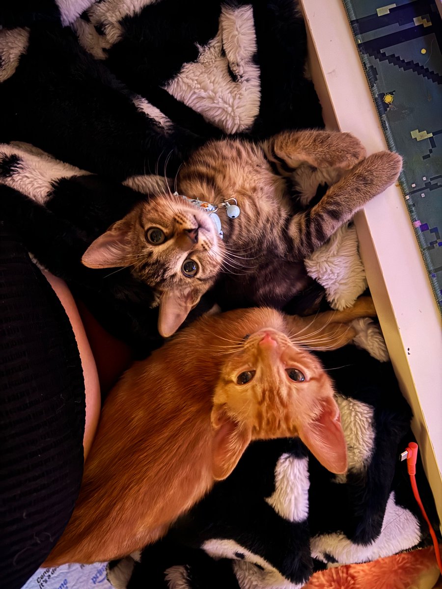 Faelyn__'s tweet photo. We got two kittens recently ! Their names are Dino(saur) and Nugget 
Grey and orange respectively :] https://t.co/lULZBokSjH