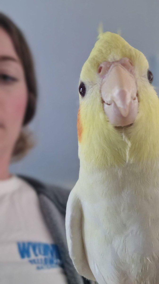 I've been out of the running for a while, mainly because my pet bird died after having her for 19 years. But I know she had a blast for those years. I couldn't get used to not having a bird around me, so meet Kippie a baby cockatiel of 2 months. Same energy, same arrogantness.😂